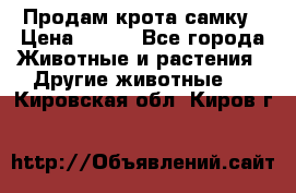 Продам крота самку › Цена ­ 200 - Все города Животные и растения » Другие животные   . Кировская обл.,Киров г.